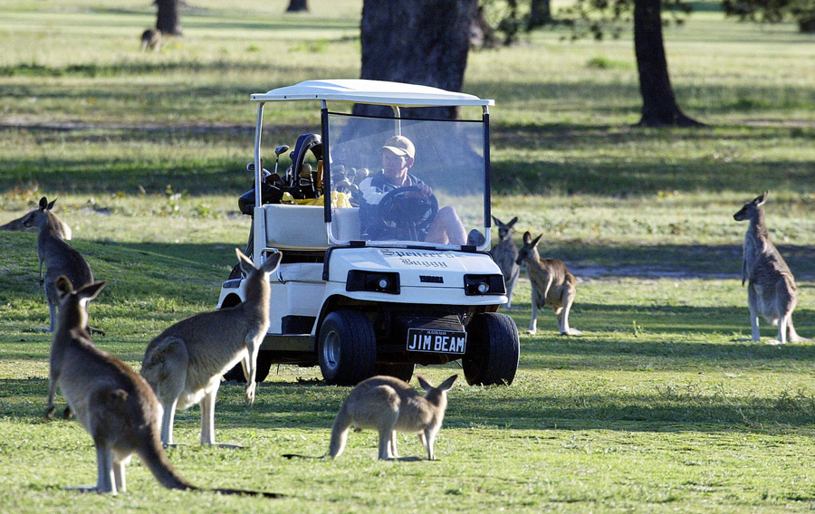 Golf Cart & Kangaroos - Photo: Christophe Simon/AFP/Getty Images