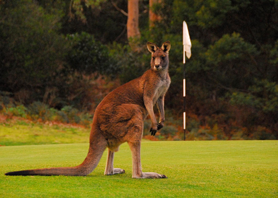 Kangaroo at 4th Green - Photo: Tom Walter/flickr