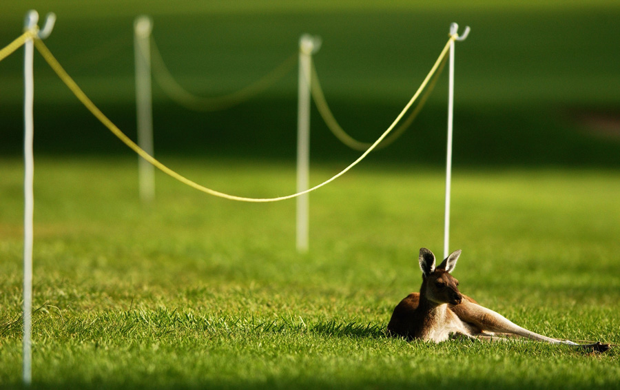 Kangaroo resting at the Johnnie Walker 2003 - Photo: Chris McGrath/Getty Images