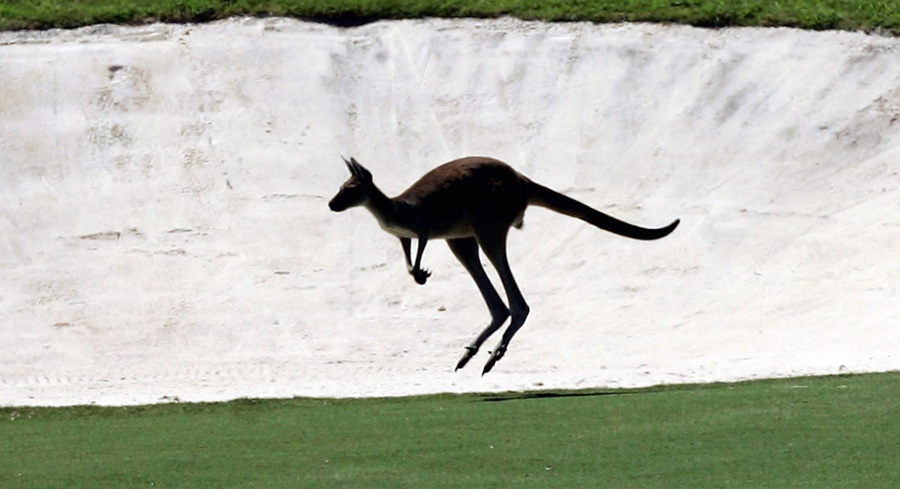 Kangaroo at sand-trap Johnny Walker 2006 - Photo: David Cannon/Getty Images