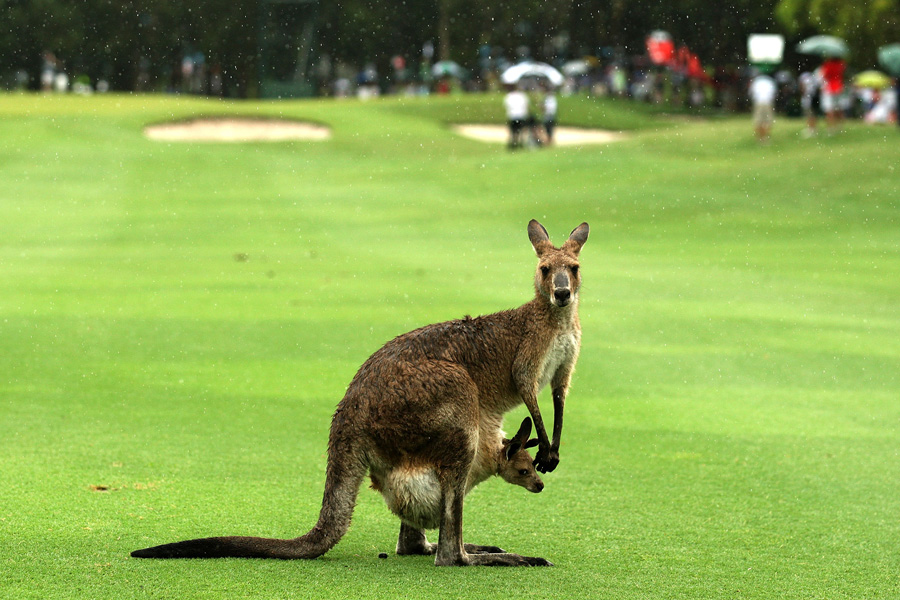 Kangaroo with Joey PGA 2010 - Photo: Bradley Kanaris/Getty Images