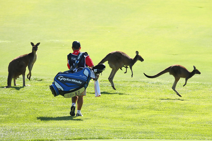 Kangaroos crossing course - Photo: Paul Kane/Getty Images