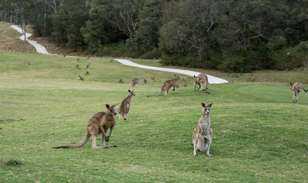 Kangaroos at Anglesea - Photo: Nina Matthews Photography/Flickr