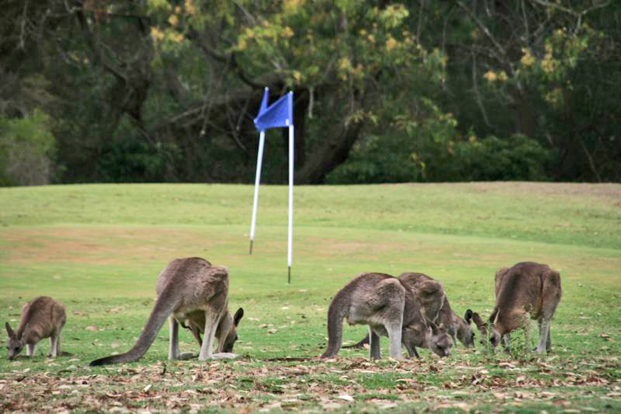 Kangaroos snacking - Photo: Alexander Meins/Flickr